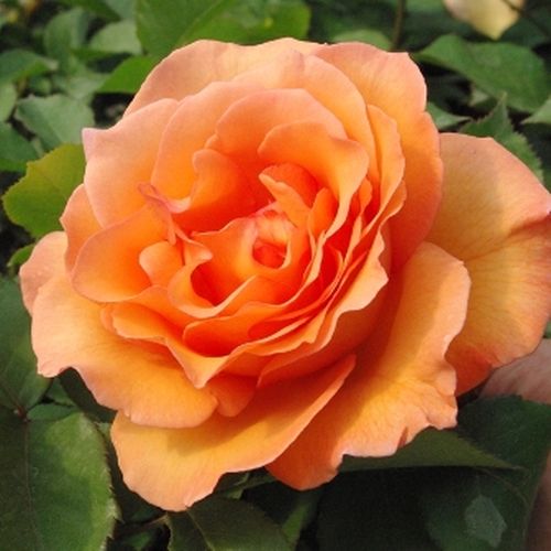 Vendita, rose rose ibridi di tea - arancione - Rosa Ariel - rosa intensamente profumata - Bees of Chester - Bella rosa calda e colorata.